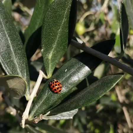 Le Faye Отель типа 