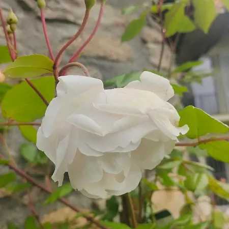 Le Faye Отель типа 