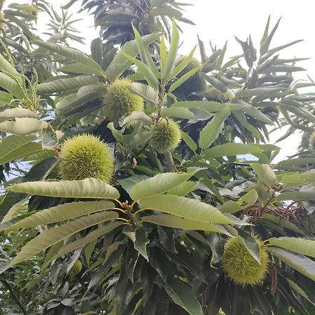 Bed & Breakfast Le Faye